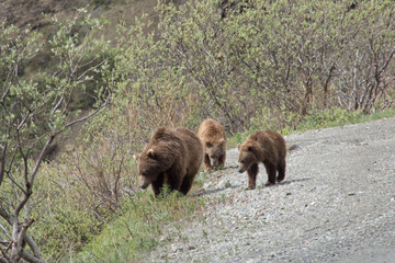 Fototapeta na wymiar Bears in Denali National Park Alaska