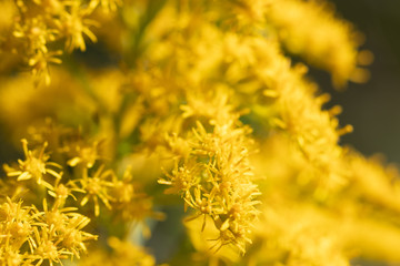 Flower of Canada goldenrod, Ibaraki Prefecture, Japan