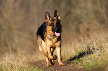 german shepherd dog outdoor