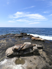 Fototapeta premium foki i lwy morskie