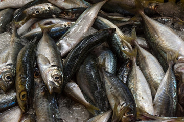 fresh fish in the market