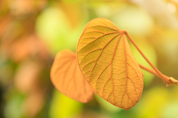 Golden green leaf in nature park close-up with sunlight for background or wallpaper