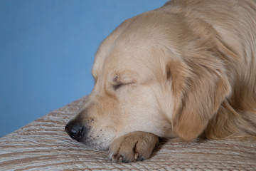 portrait of sleeping Golden Retriever