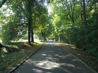 road in forest