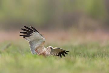 Birds of prey - Marsh Harrier (Circus aeruginosus), landing,