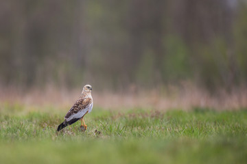 Birds of prey - Marsh Harrier (Circus aeruginosus), landing,