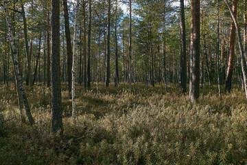 Coniferous bog forest in autumn