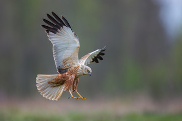 Birds of prey - Marsh Harrier (Circus aeruginosus), landing,
