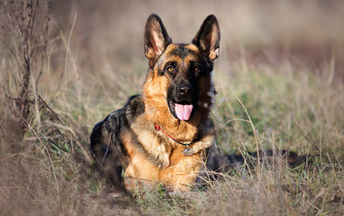 german shepherd dog outdoor
