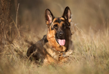 german shepherd dog outdoor