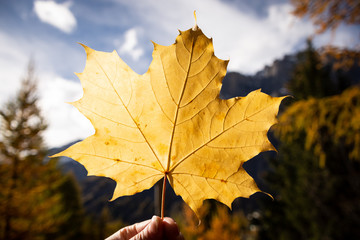 Herbstblatt Ahorn Canada