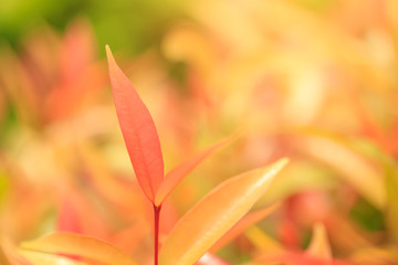 Fototapeta premium Red green leaf in nature park close-up with sunlight for background or wallpaper