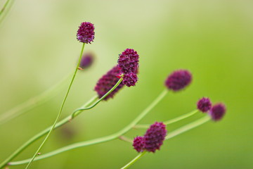 Flowers with blurred background.