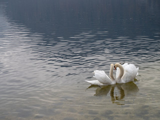 Couple of swan in lake