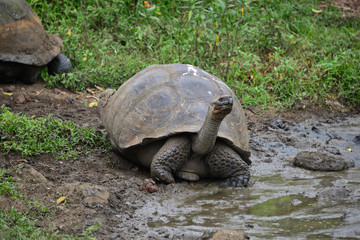 Galapagos giant tortoise
