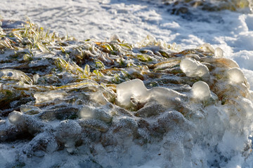 icy green grass on the lake shore