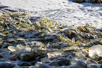 icy green grass on the lake shore