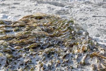icy green grass on the lake shore