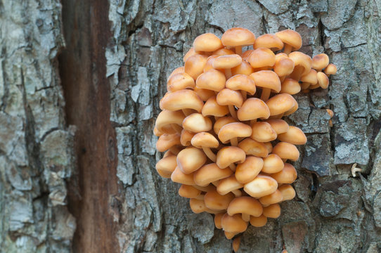 Flammulina velutipes mushrooms