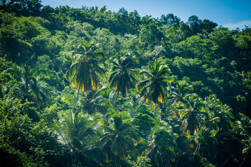tree jungle
