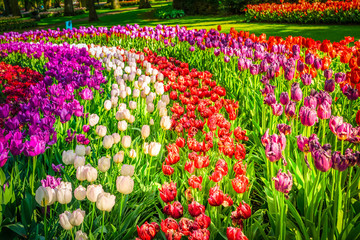 fresh spring lawn with rows of blooming tulips flowers, retro toned