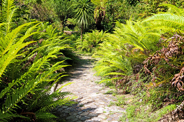 Obraz premium The path in the thickets of fern