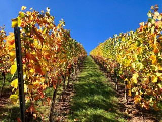 vineyard on a sunny autumn day