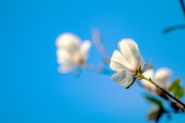 Close up of White Blossom Magnolia Tree Branch on Blue Sky Background
