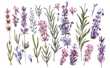 Set of watercolor lavender flowers on white background