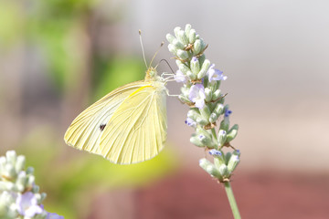 Kohlweissling auf Lavendel