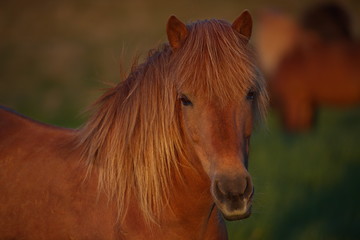 Obraz premium Islandpferd