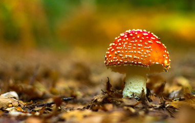 Ffly Agaric ( Amanita muscaria)