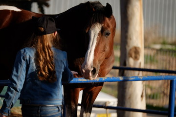 Girl the equestrian feeds a horse