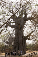 Grupo de gente alrededor de un baobab en Senegal.