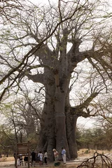 Crédence de cuisine en verre imprimé Baobab Groupe de personnes autour d& 39 un baobab au Sénégal.