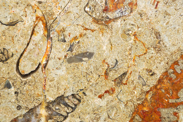 Cross section of limestone rock with fossils