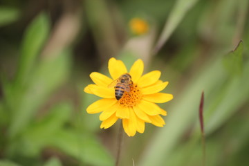 bee and flower