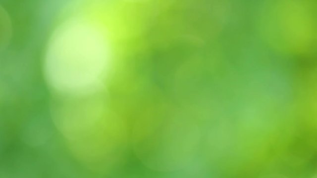 Beautiful green video bokeh background. Out of focus leaves of green tree. Real time full hd footage.