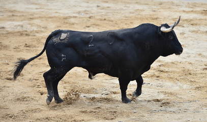 toro español