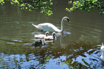 A family of swans with youngsters