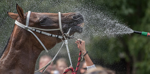 Showering horse after racing.