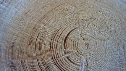 Naklejka premium Wooden backround texture annual ring wood design