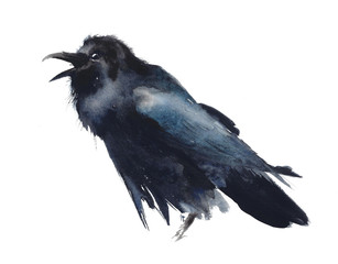 Bird raven black bird calling crow watercolor painting illustration isolated on white background