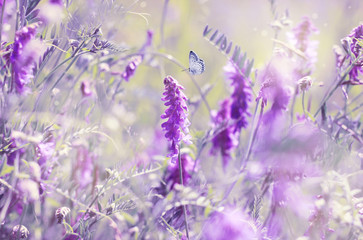 Schöne blühende Sommerwiese, verträumte violette Farben, Blumen und Schmetterling, weicher Lichtfokus.