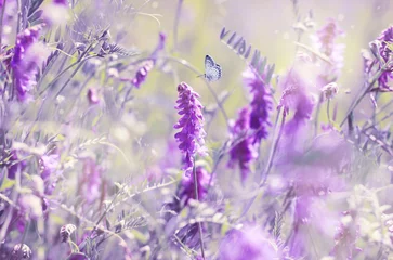 Fotobehang Licht violet Mooie zomerse bloeiende weide, dromerige paarse kleuren, bloemen en vlinder, zacht licht focus.