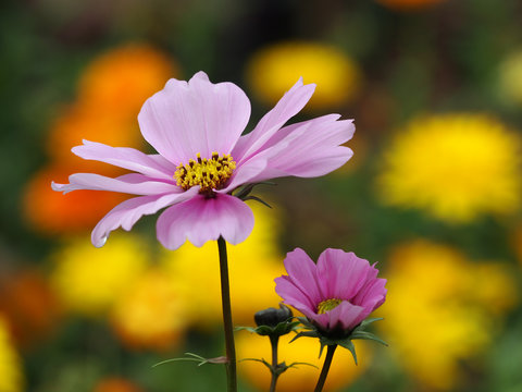 Cosmea