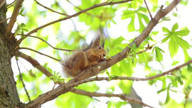 Beautiful fluffy cute squirrel eating nut sitting on branch of tree in wood or park outdoor. Real time full hd video footage.