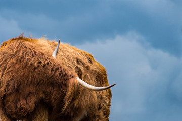 scottisch highland cow with clouds