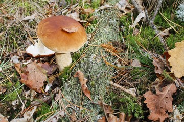 Boletus with a leaf on a hat