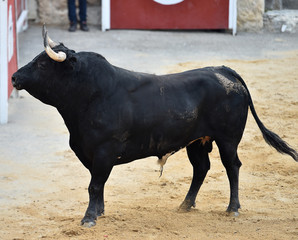 spanish bull running in bullring